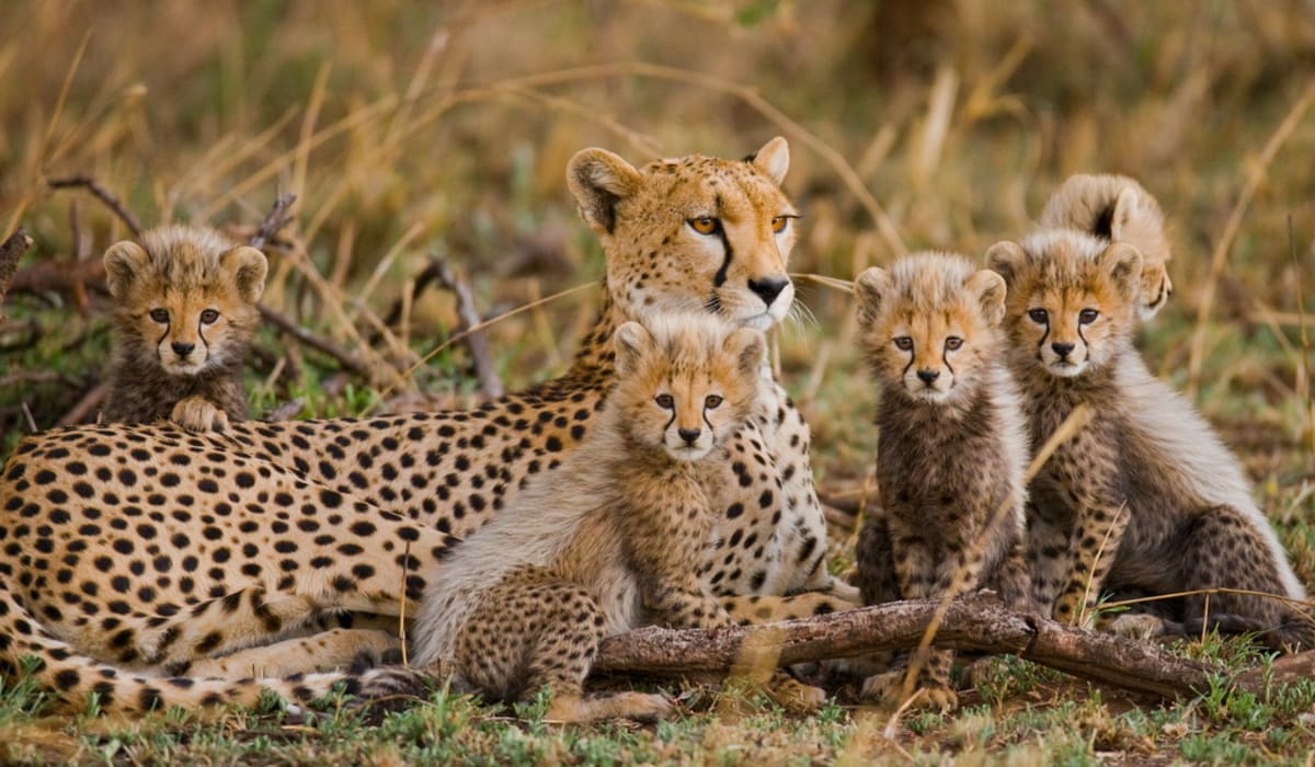 The South African Cheetah (aka The Namibian Cheetah)