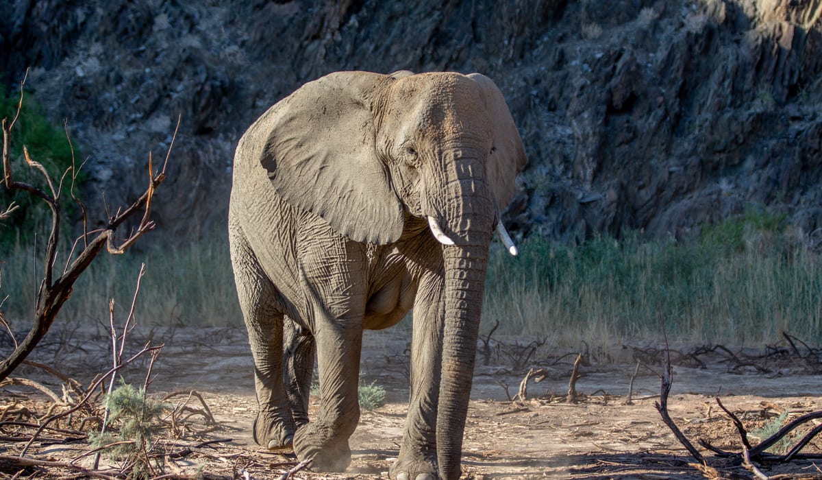 Track Elephants in Damaraland