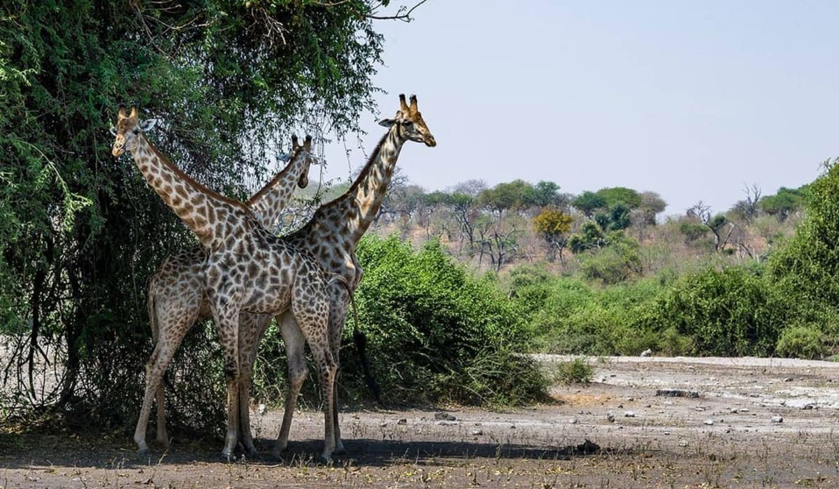 The Best Luxury Safari Activities in Chobe National Park