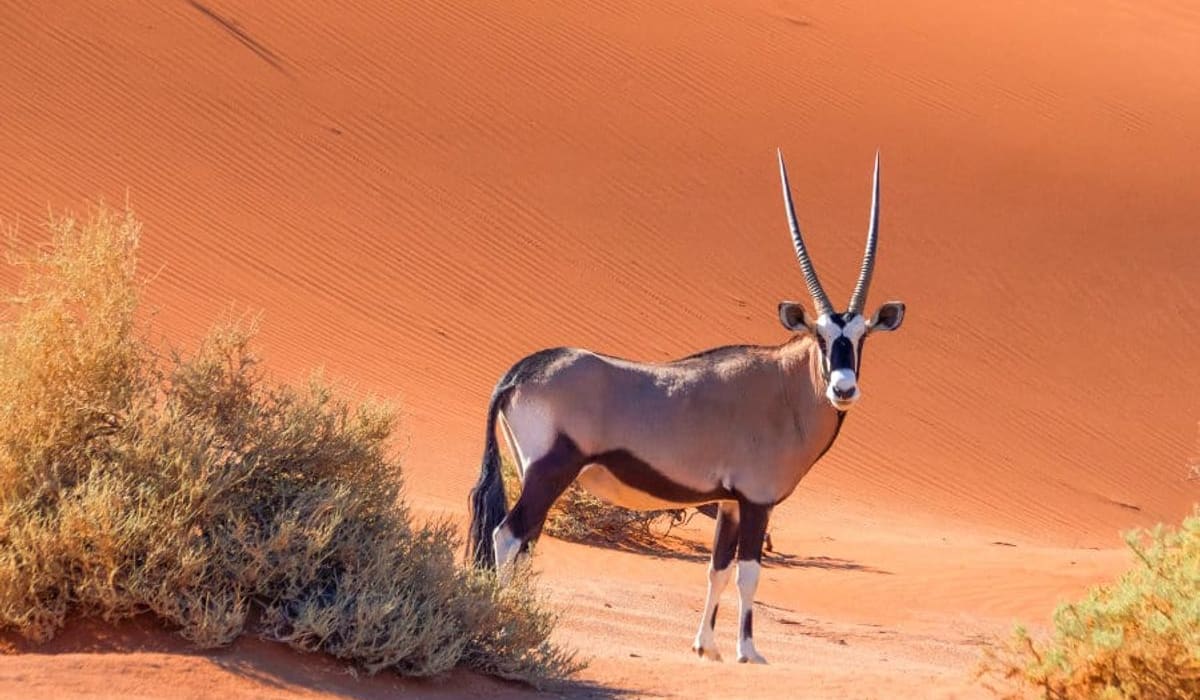 Namibia’s Most Popular Desert Adapted Wildlife